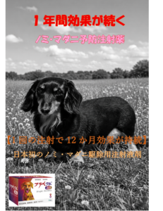 わんちゃんに朗報！日本初！！
